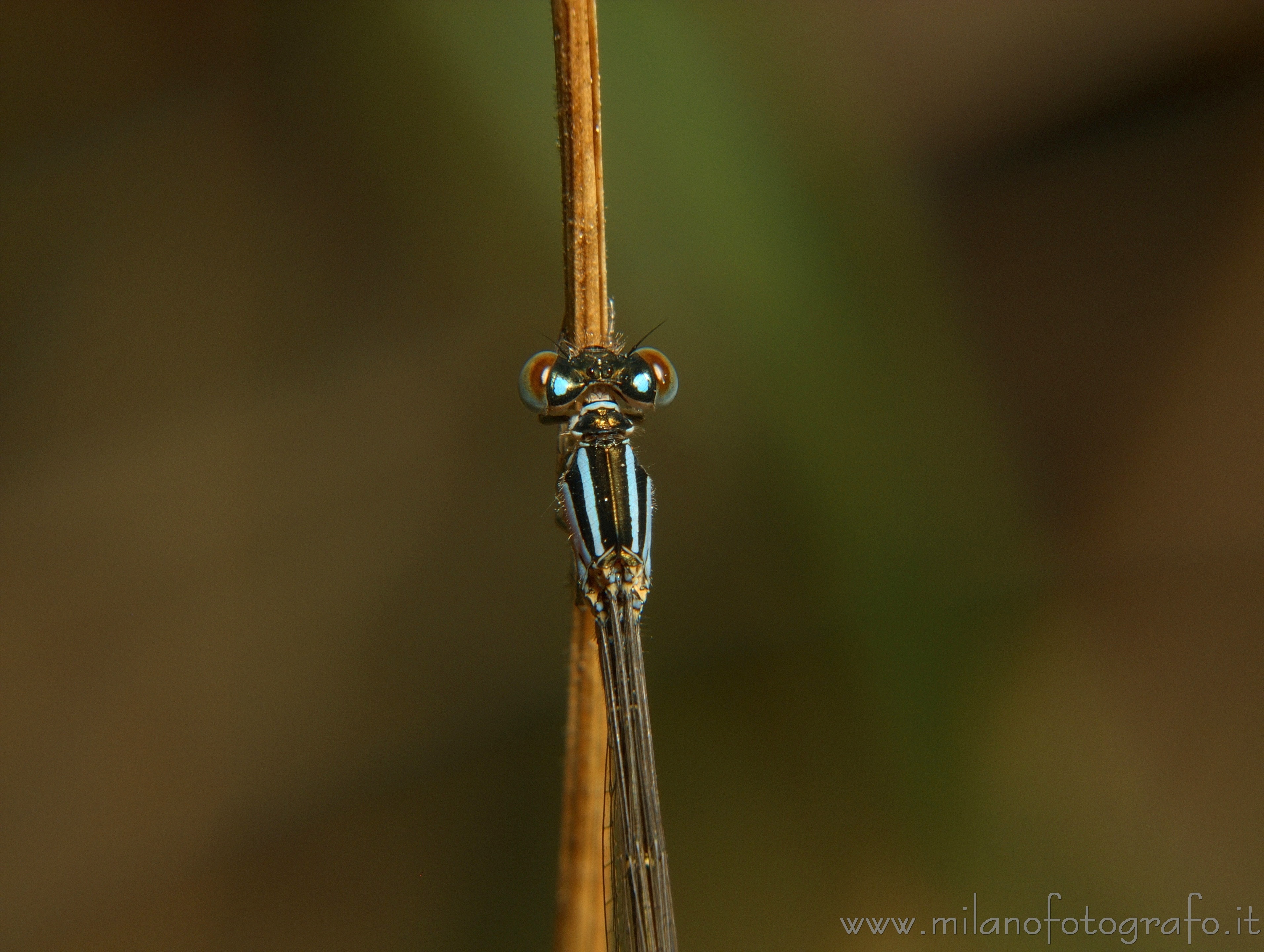 Torre San Giovanni (Lecce, Italy) - Tiny dragonfly of not yet identified species